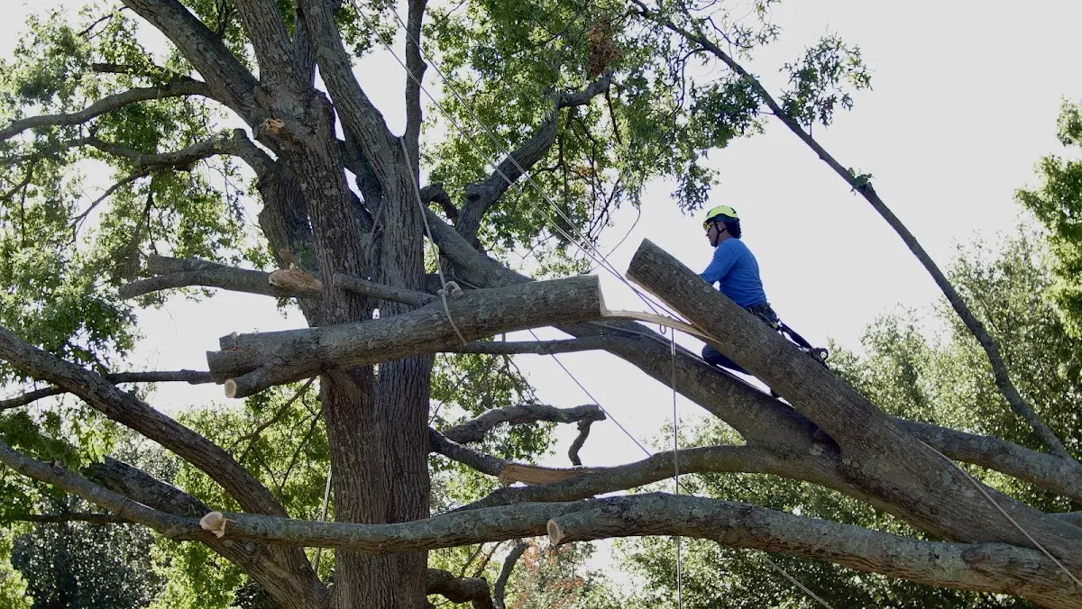 Professional Hazardous Tree Removal performed by certified arborists in Yoder